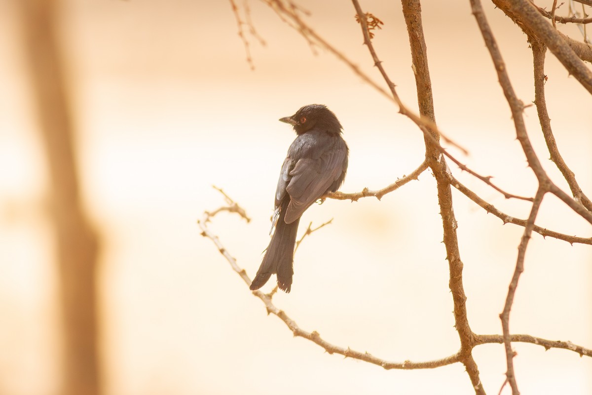 Fork-tailed Drongo (Glossy-backed) - ML644799838