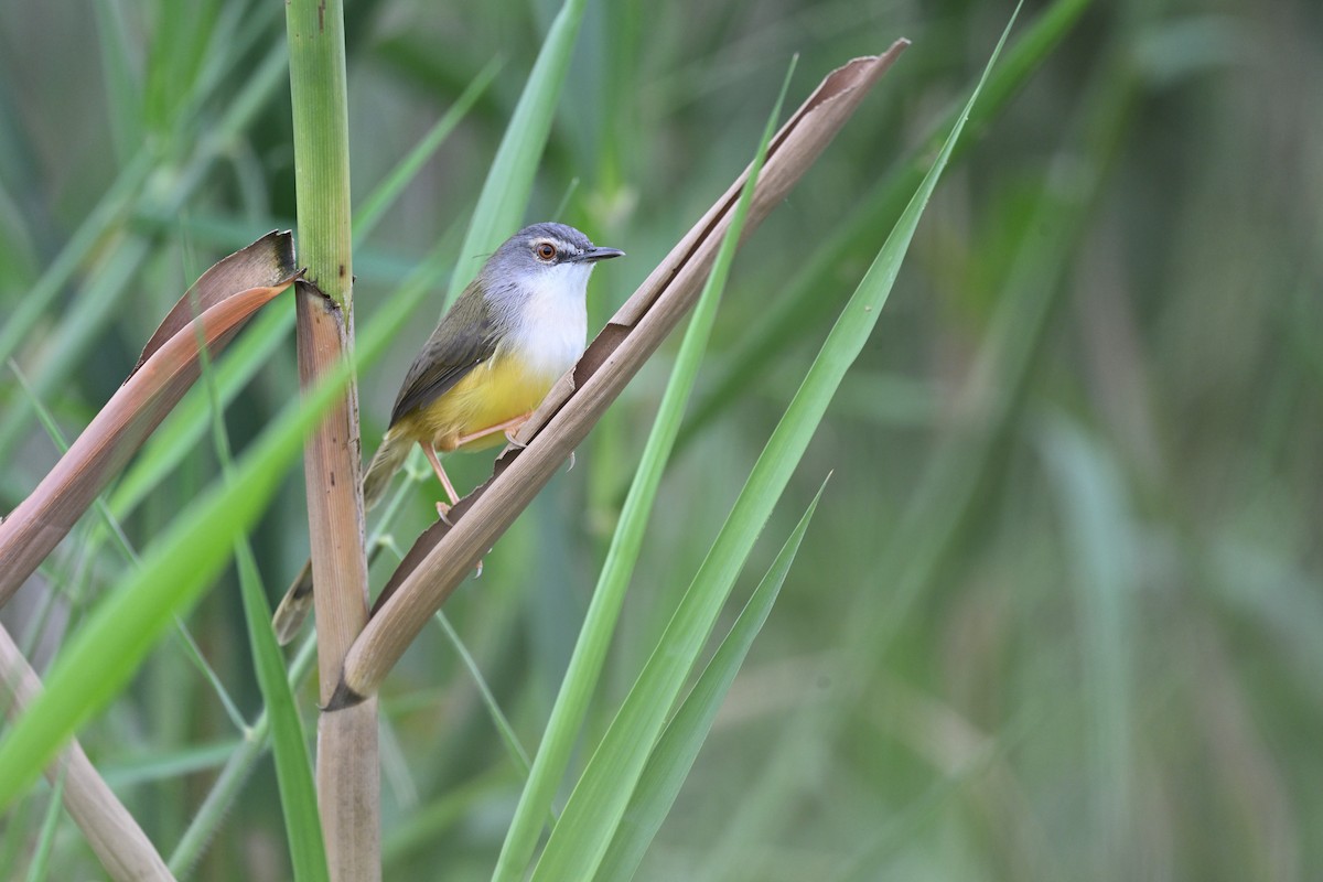 Yellow-bellied Prinia - ML644799851