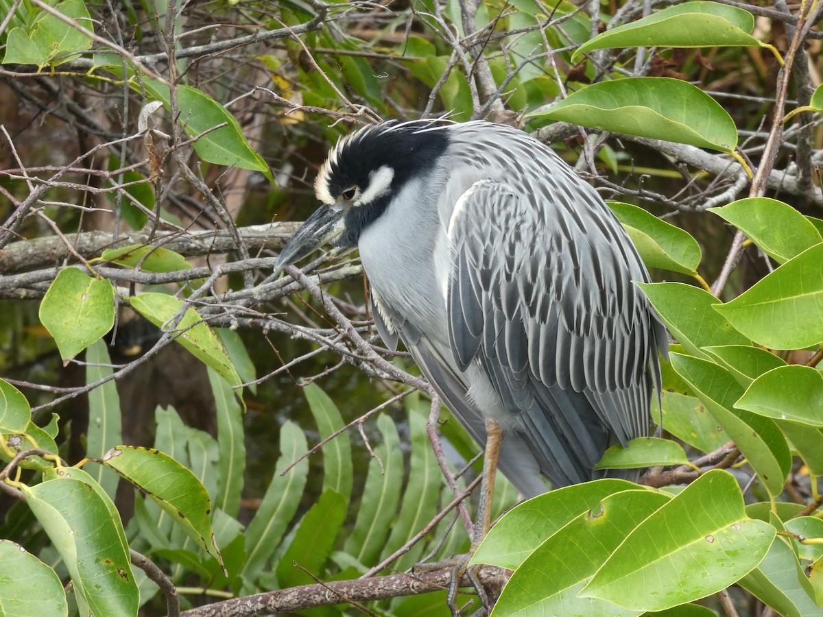 Sarı Tepeli Gece Balıkçılı - ML644799869