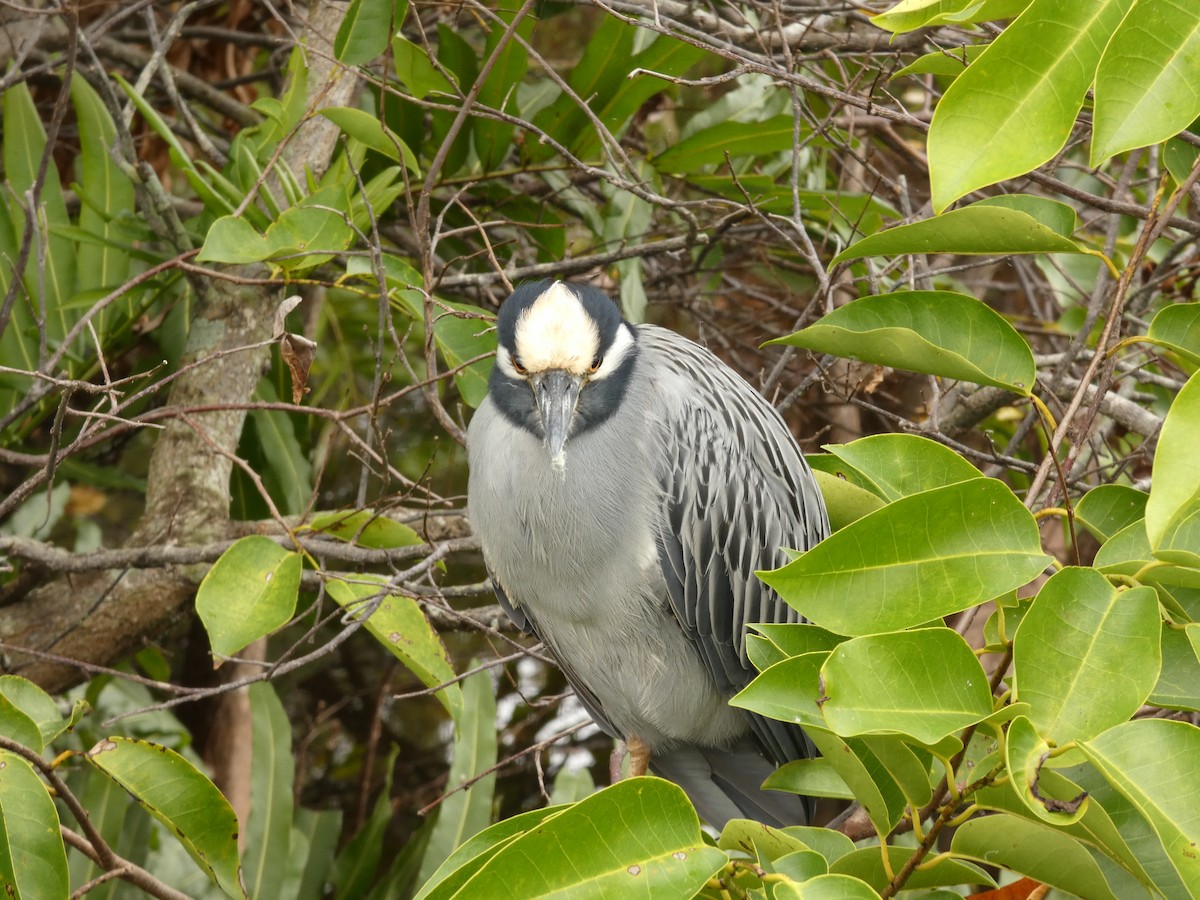 Sarı Tepeli Gece Balıkçılı - ML644799870