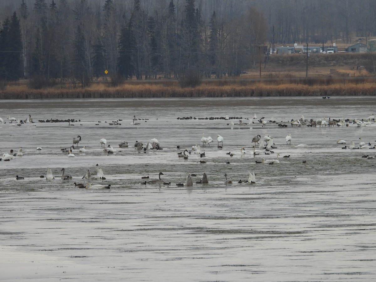 Trumpeter Swan - ML644799878