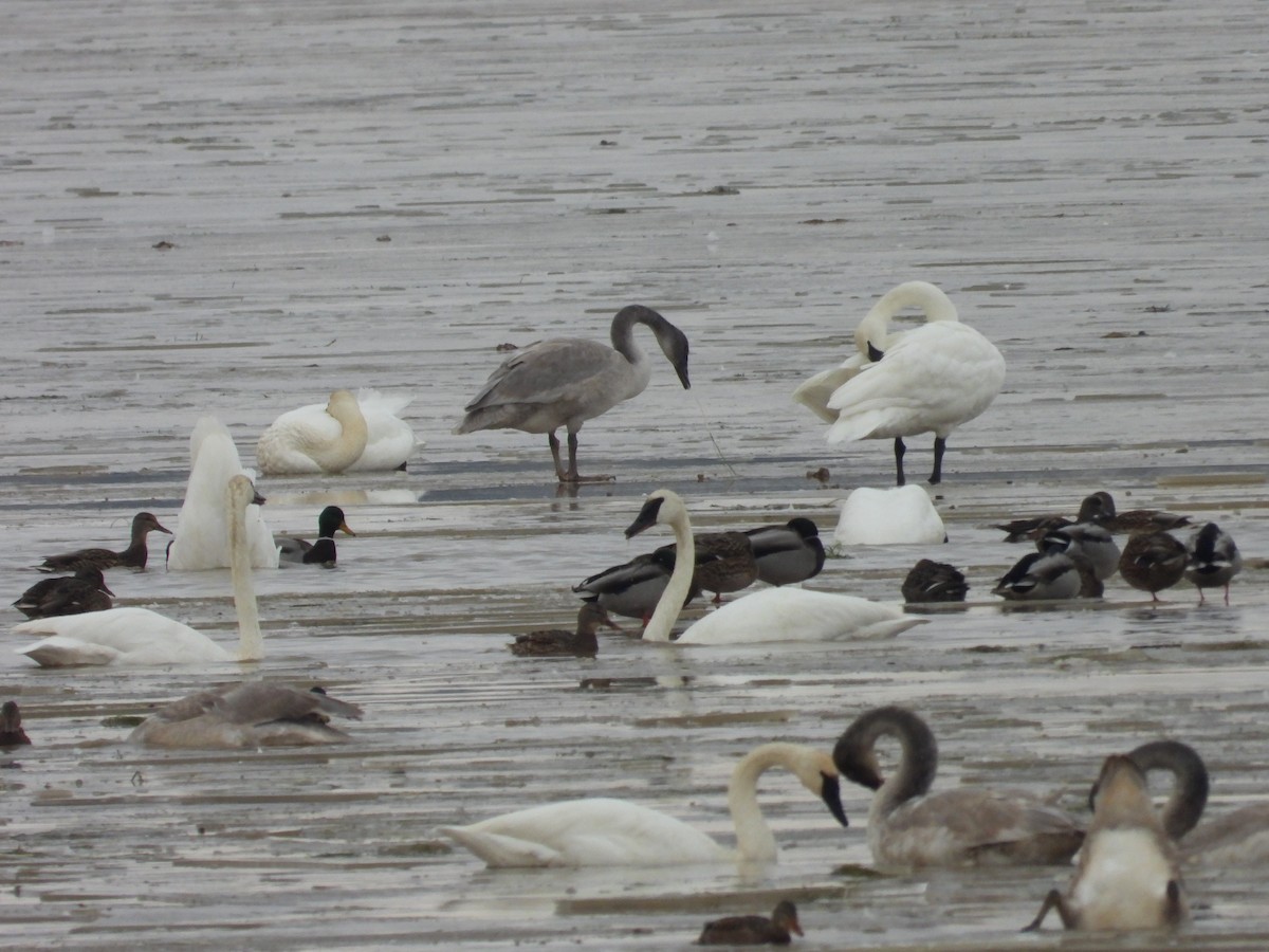 Trumpeter Swan - ML644799879