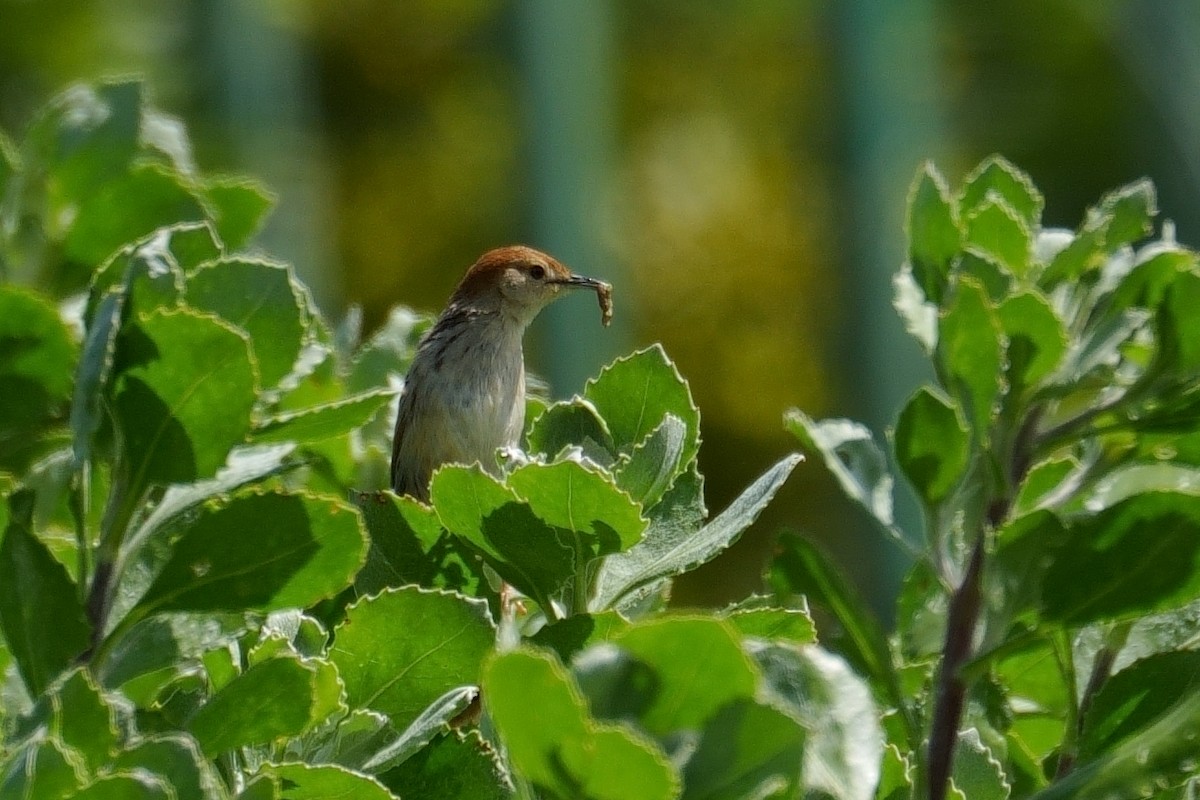 Levaillant's Cisticola - ML644799885