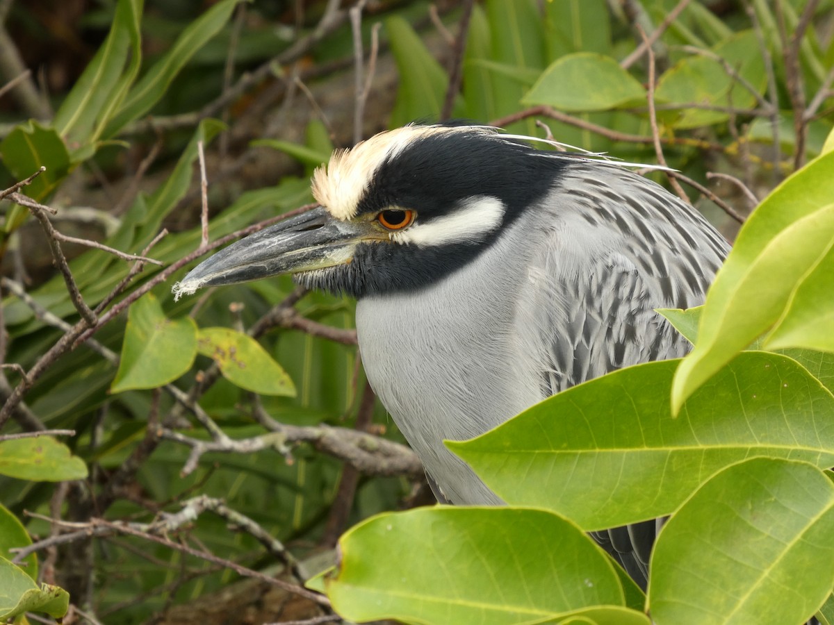 Sarı Tepeli Gece Balıkçılı - ML644799886