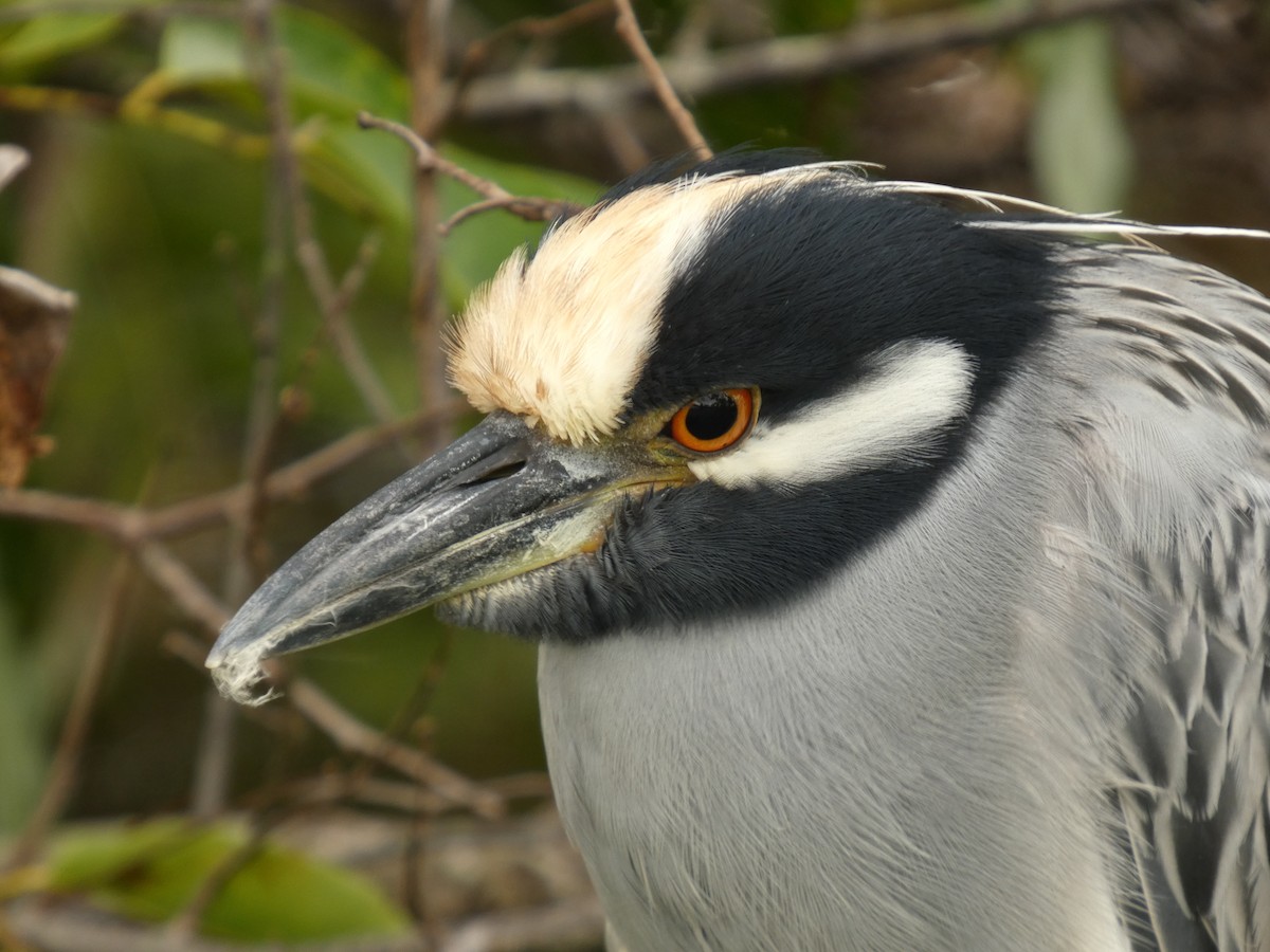 Sarı Tepeli Gece Balıkçılı - ML644799887