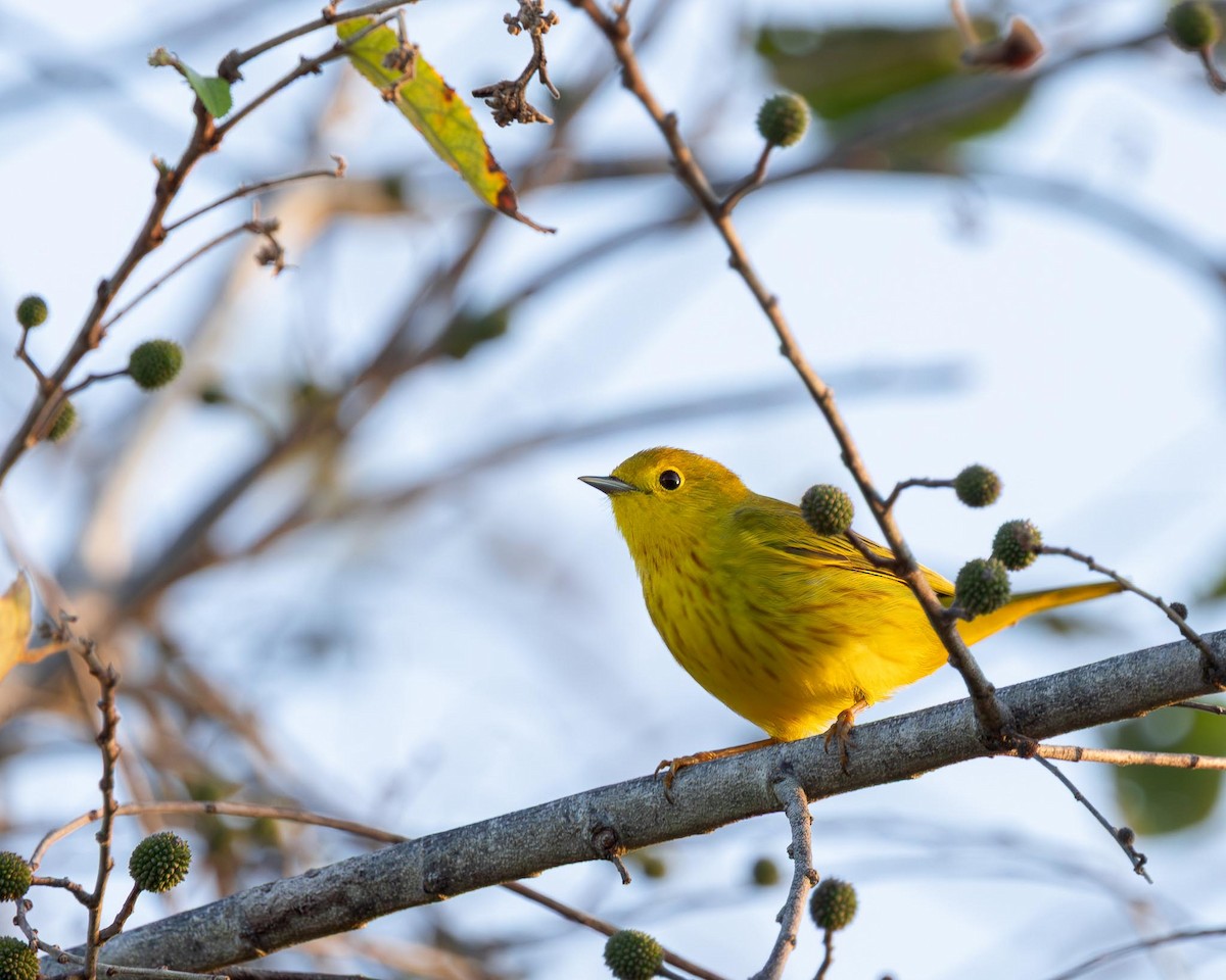 Northern Yellow Warbler - ML644799891