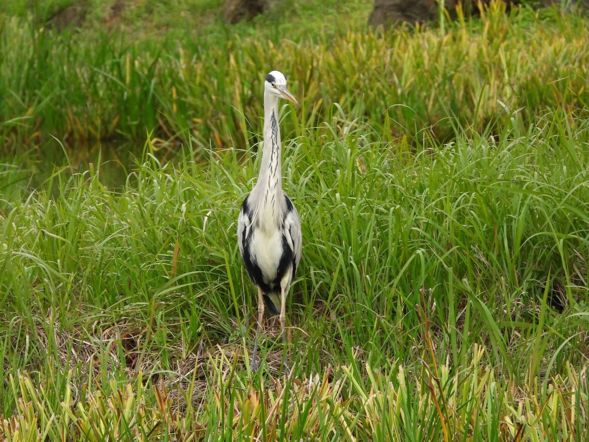 Gray Heron - ML644799905