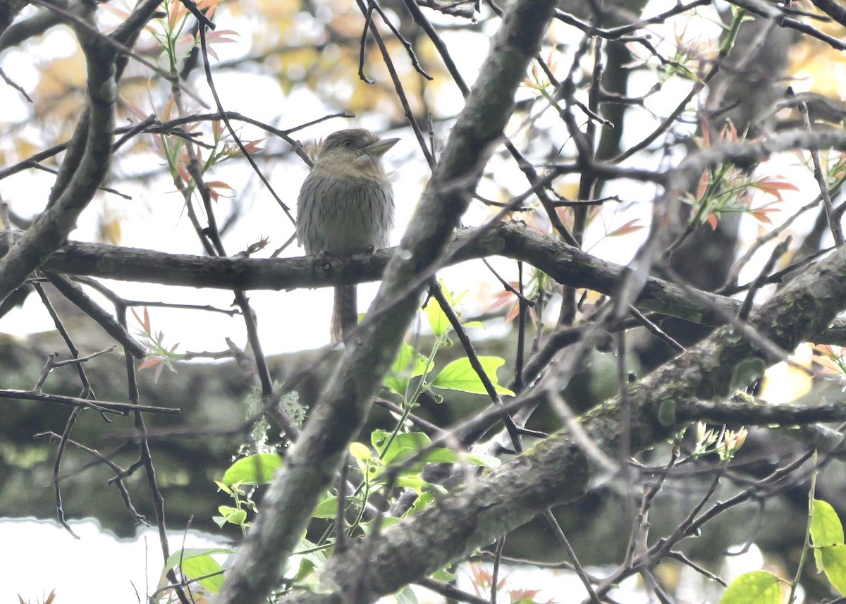 Schwarzmantel-Faulvogel - ML644799909