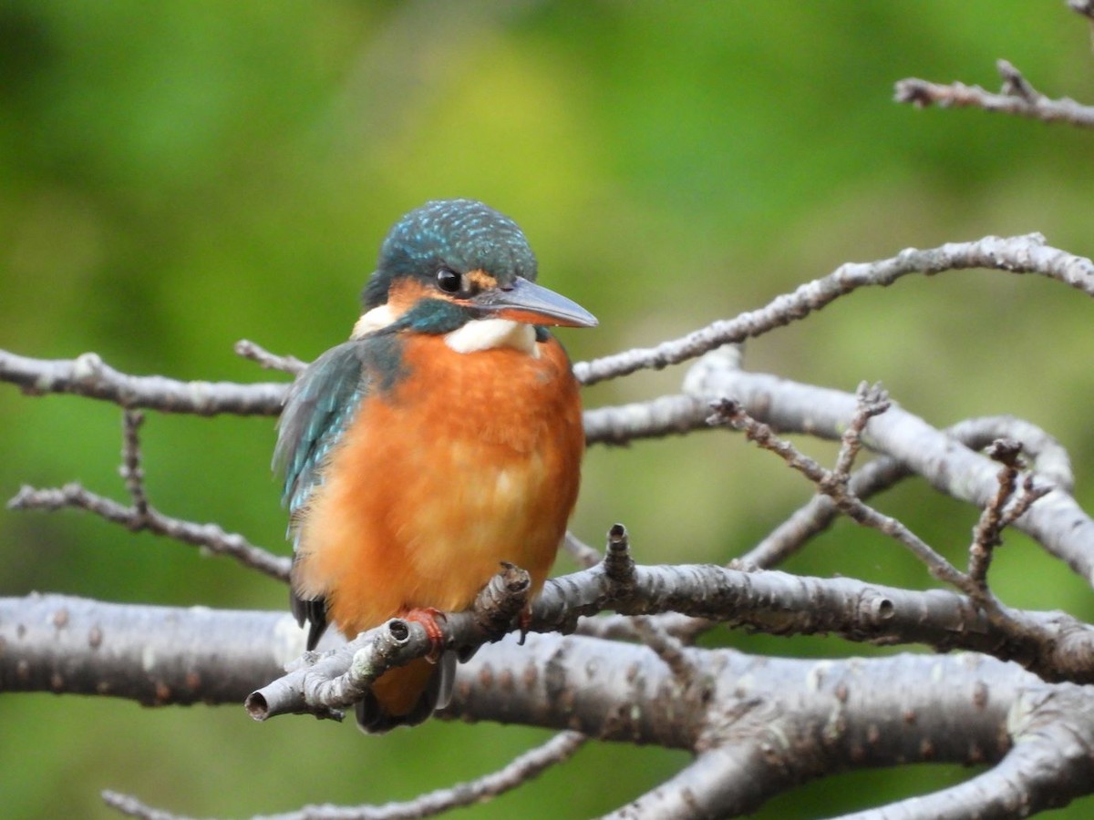 Common Kingfisher - ML644799911