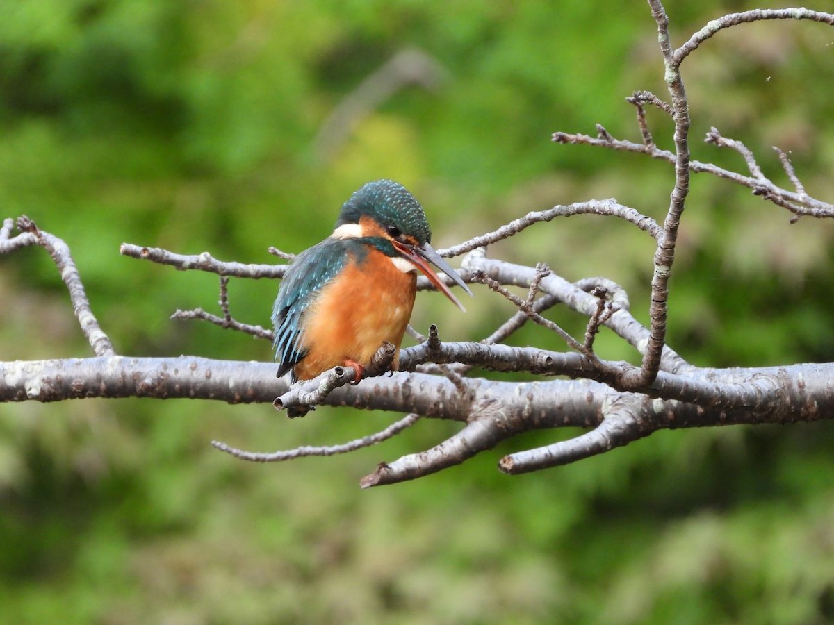 Common Kingfisher - ML644799912
