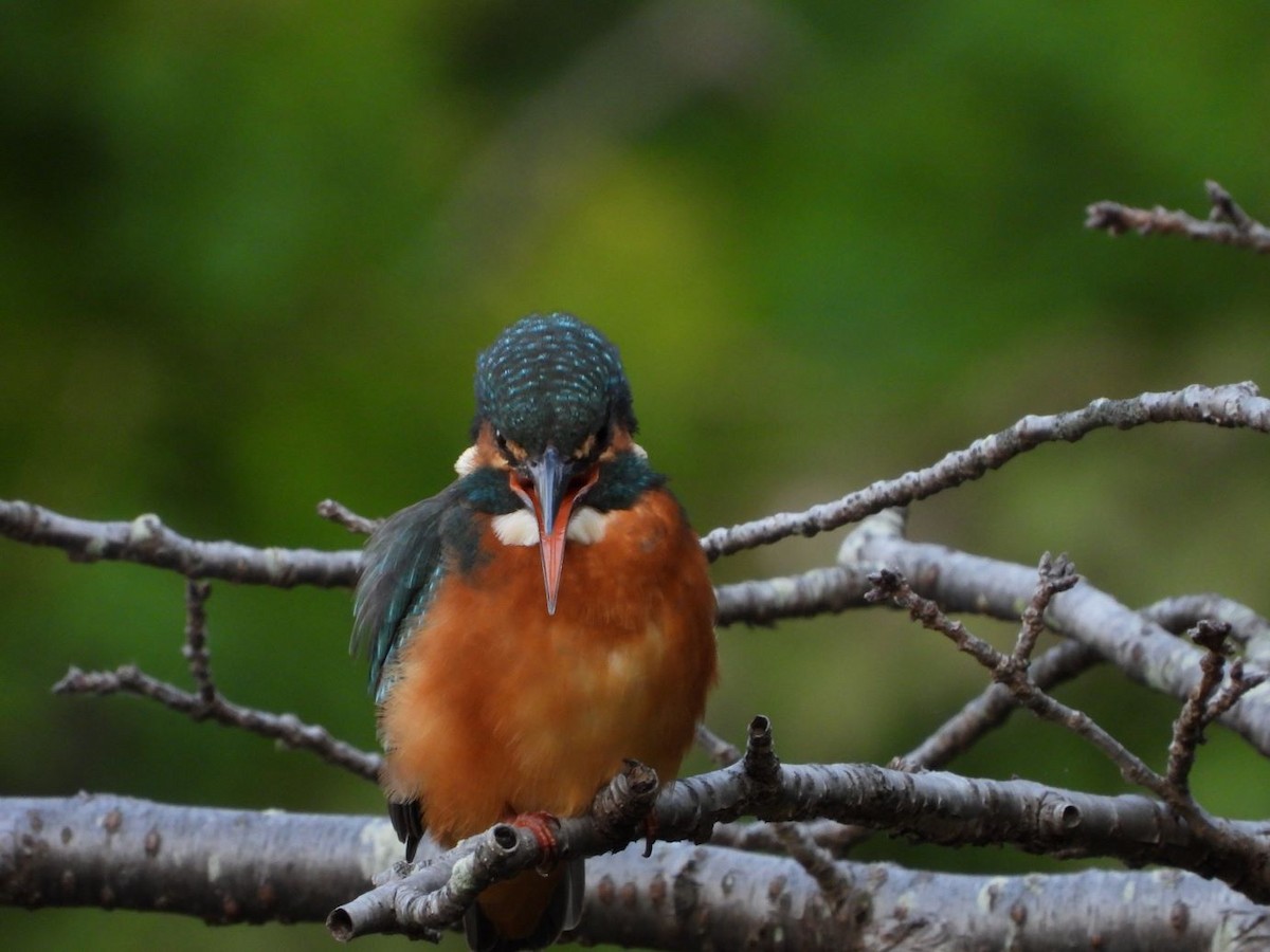 Common Kingfisher - ML644799913