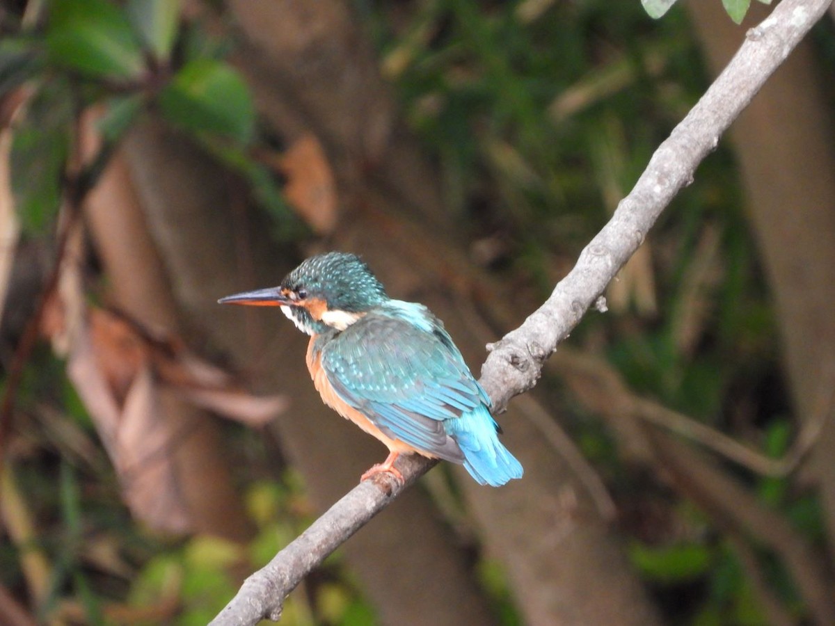Common Kingfisher - ML644799914