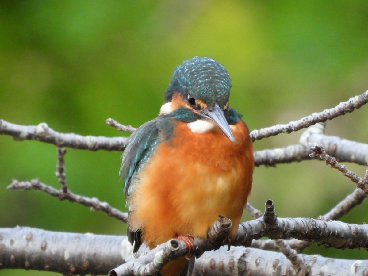 Common Kingfisher - ML644799915