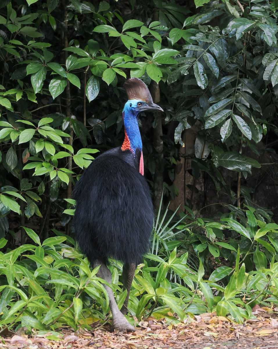 Güneyli Kasuari - ML644799924