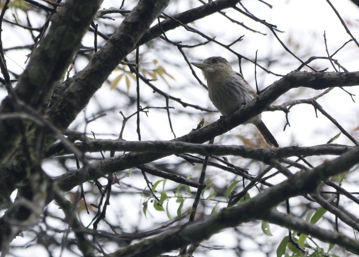 Schwarzmantel-Faulvogel - ML644799926