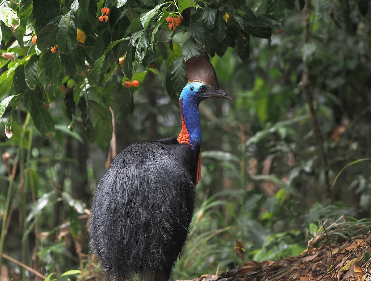 Güneyli Kasuari - ML644799927