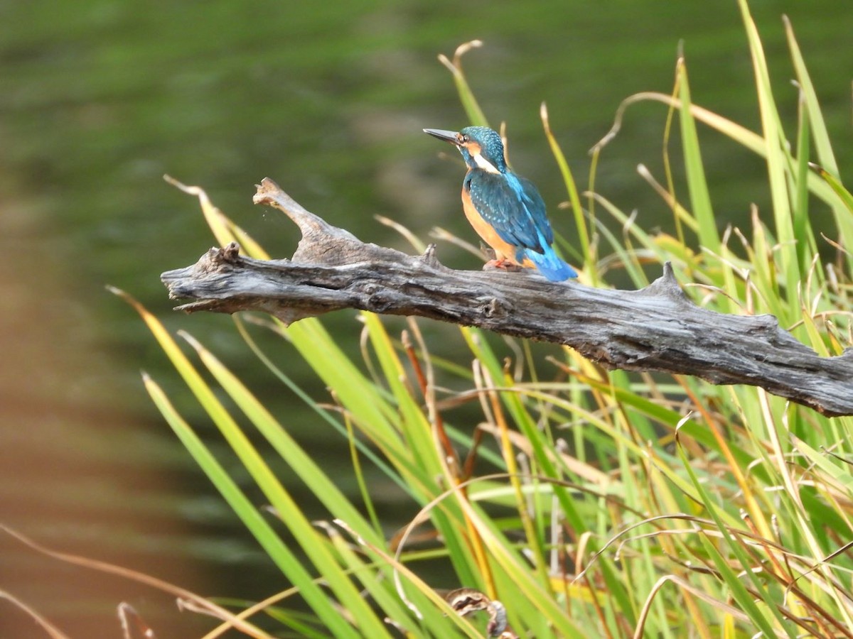 Common Kingfisher - ML644799931