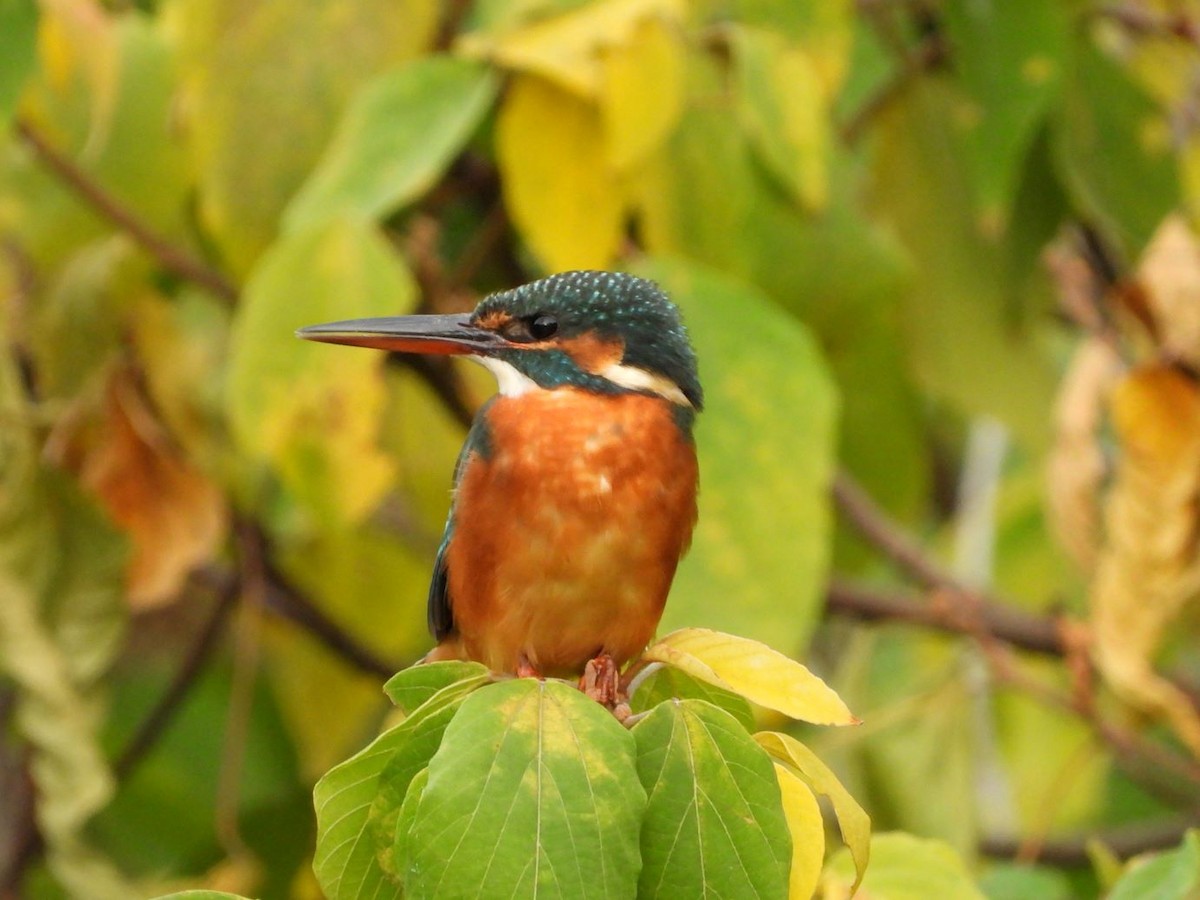 Common Kingfisher - ML644799932
