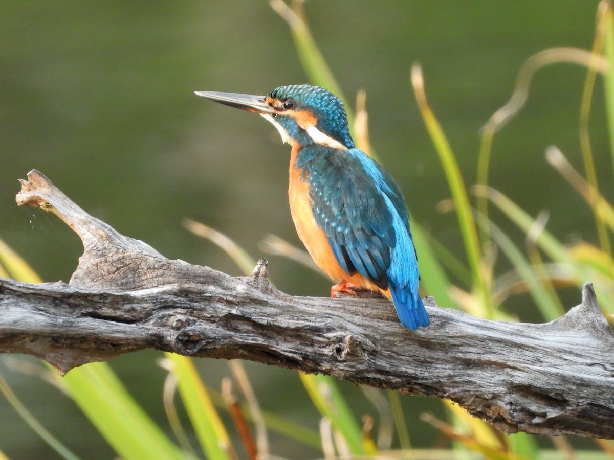 Common Kingfisher - ML644799933