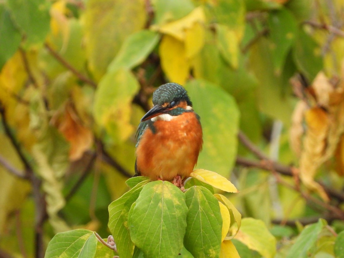 Common Kingfisher - ML644799934