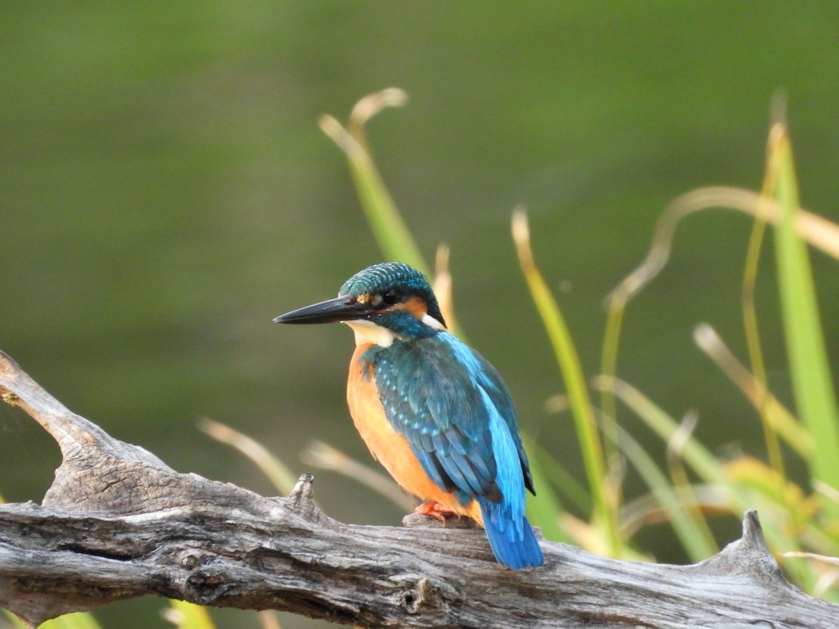 Common Kingfisher - ML644799935