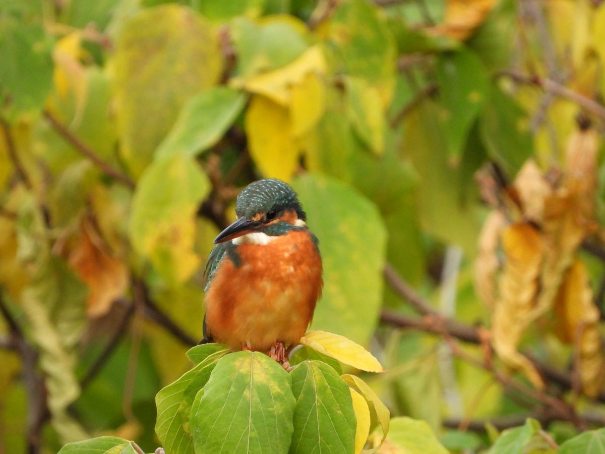 Common Kingfisher - ML644799936