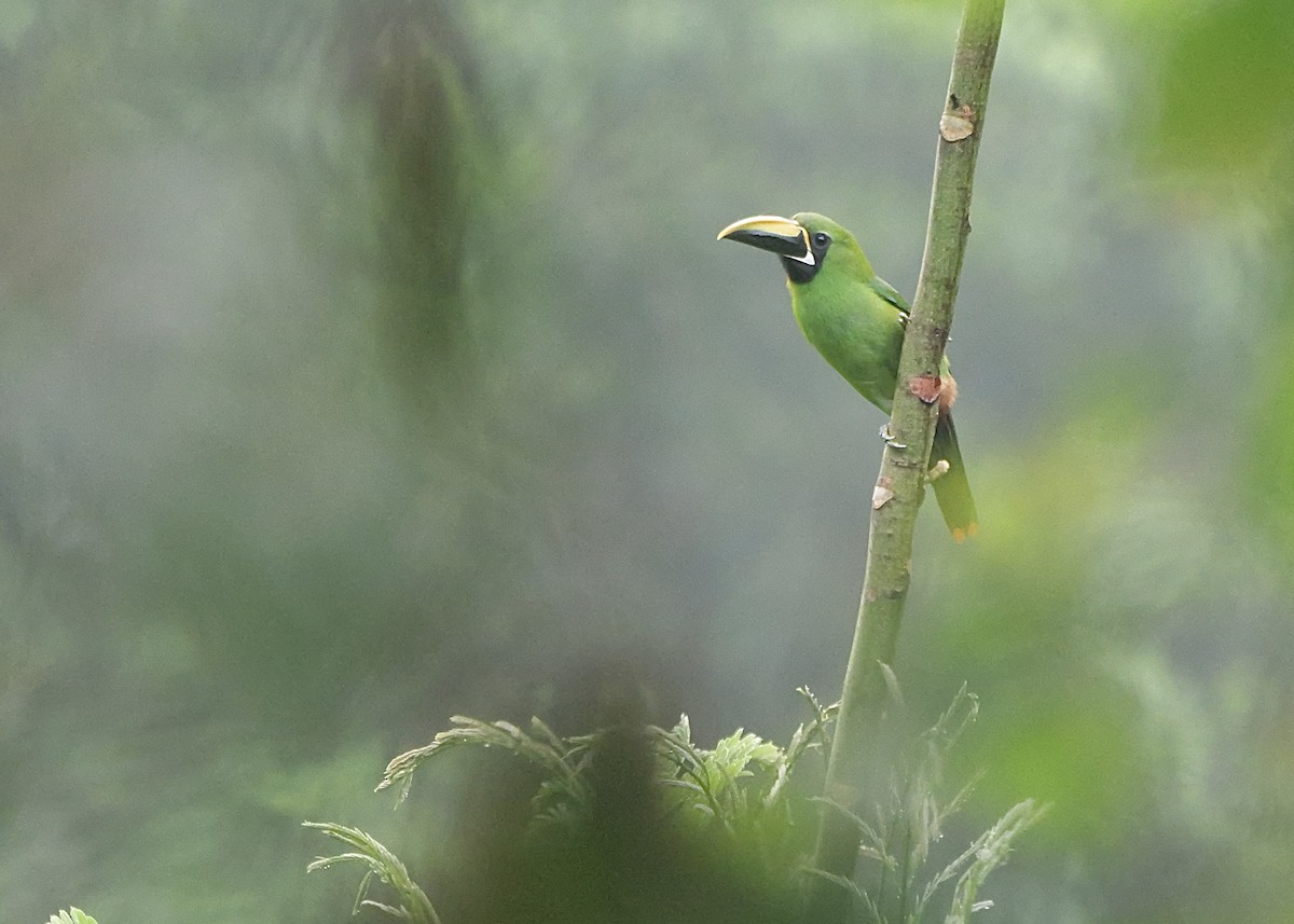 arassari bělohrdlý - ML644799937