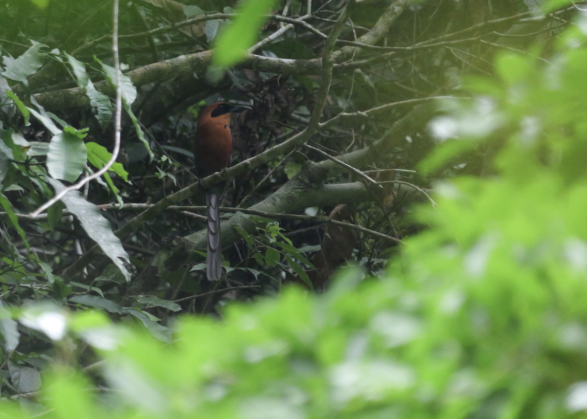 momot skořicový - ML644799956