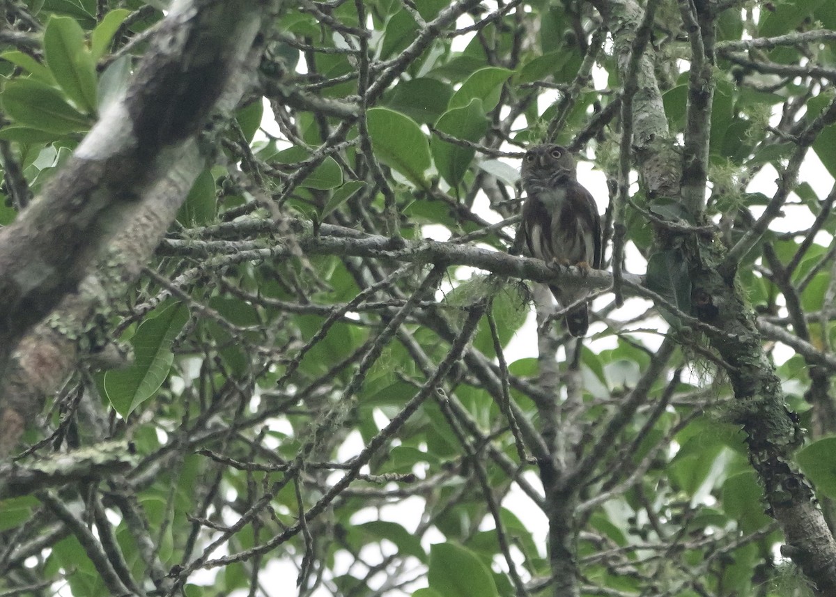 Amazonian Pygmy-Owl - ML644799959