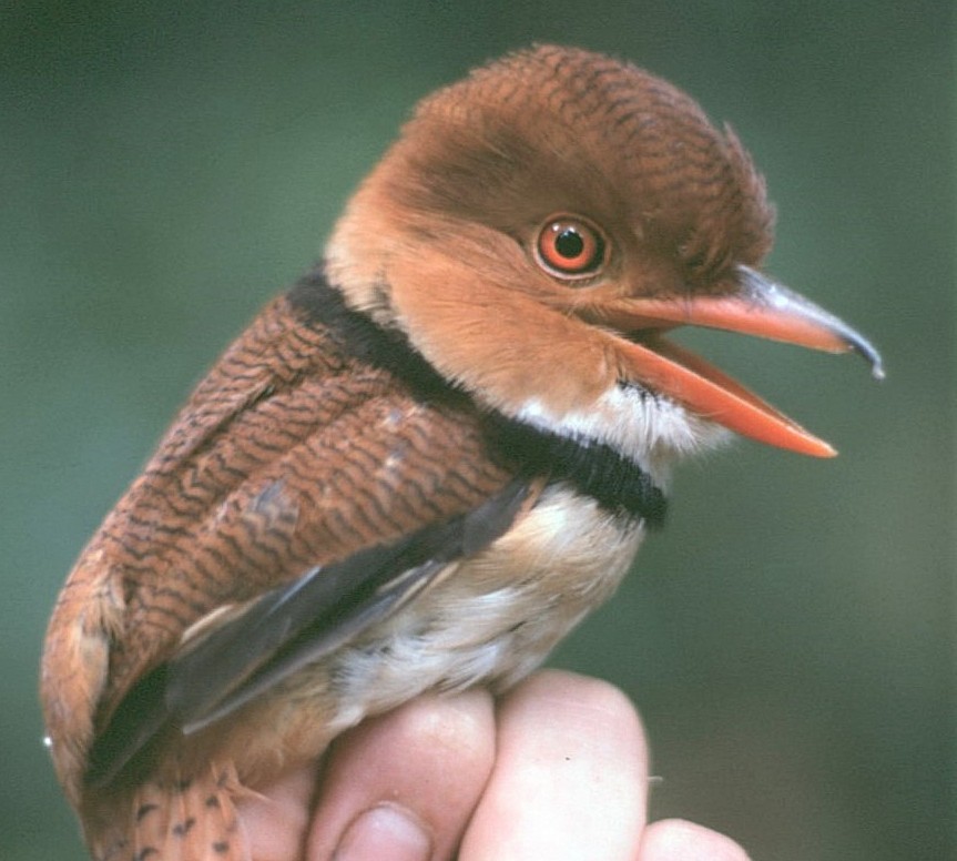 Collared Puffbird - ML644799966