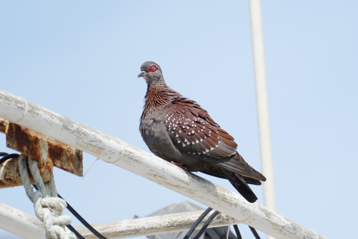 Speckled Pigeon - ML644799968