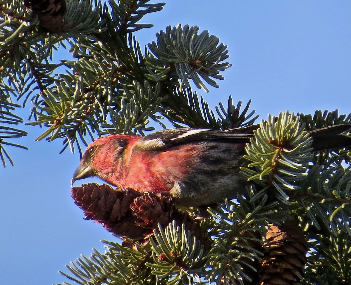 White-winged Crossbill - ML644799969