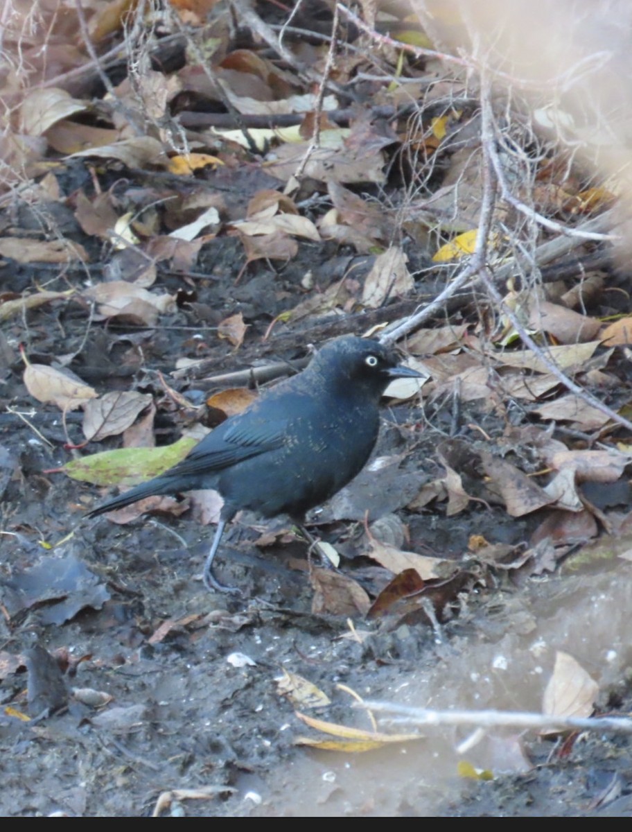 Rusty Blackbird - ML644799983