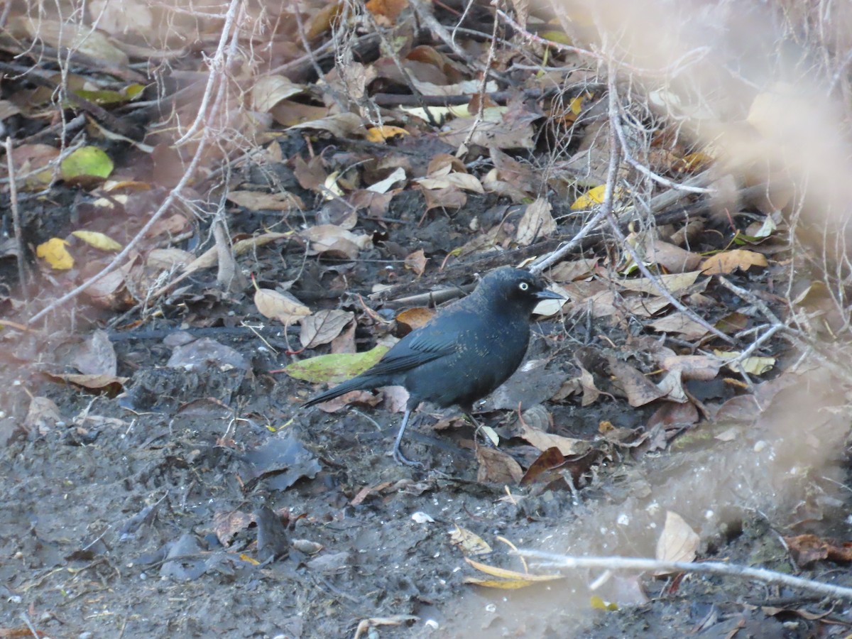 Rusty Blackbird - ML644799984