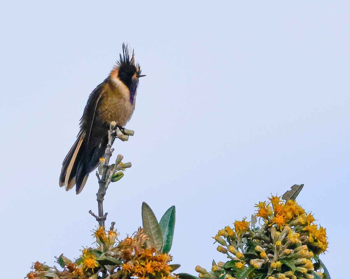 Buffy Helmetcrest - ML644799987