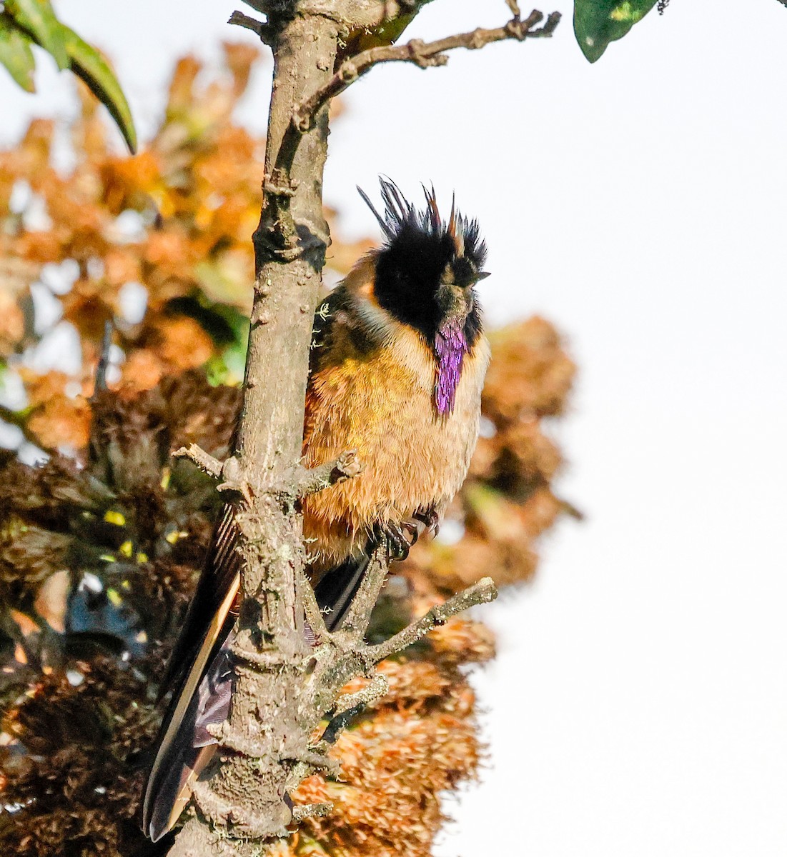 Buffy Helmetcrest - ML644799988