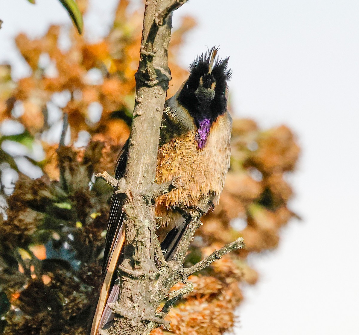 Buffy Helmetcrest - ML644799989