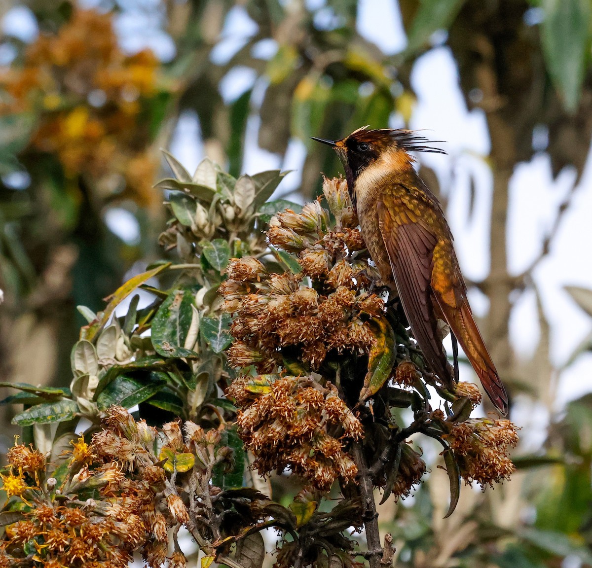 Buffy Helmetcrest - ML644799990