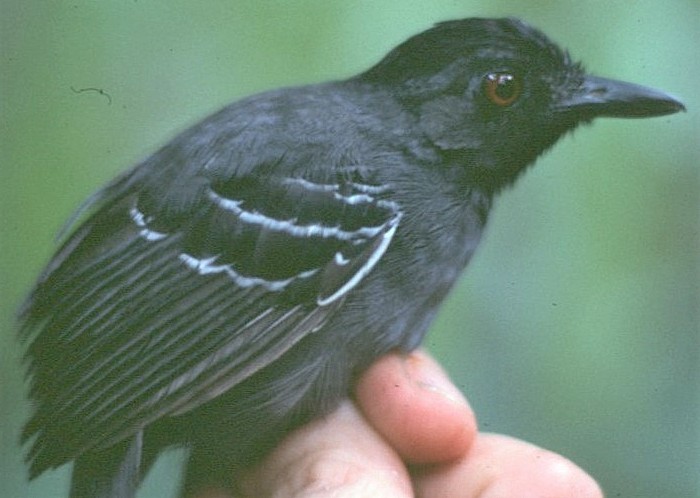 Black-headed Antbird - ML644799991