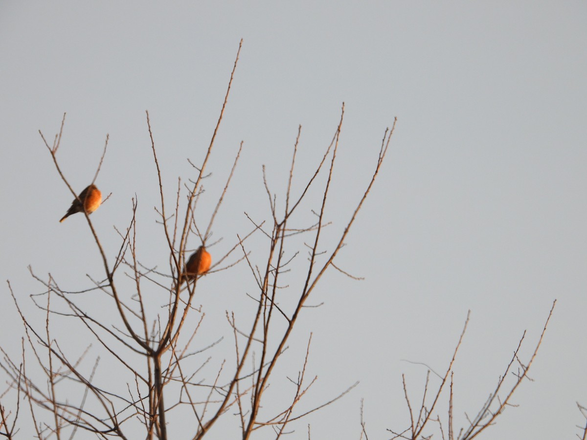 drozd stěhovavý - ML644800012