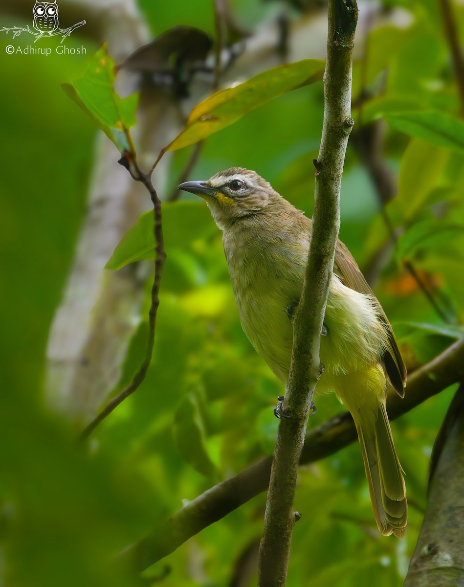 White-browed Bulbul - ML644800049
