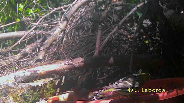 İspinoz - ML644800052