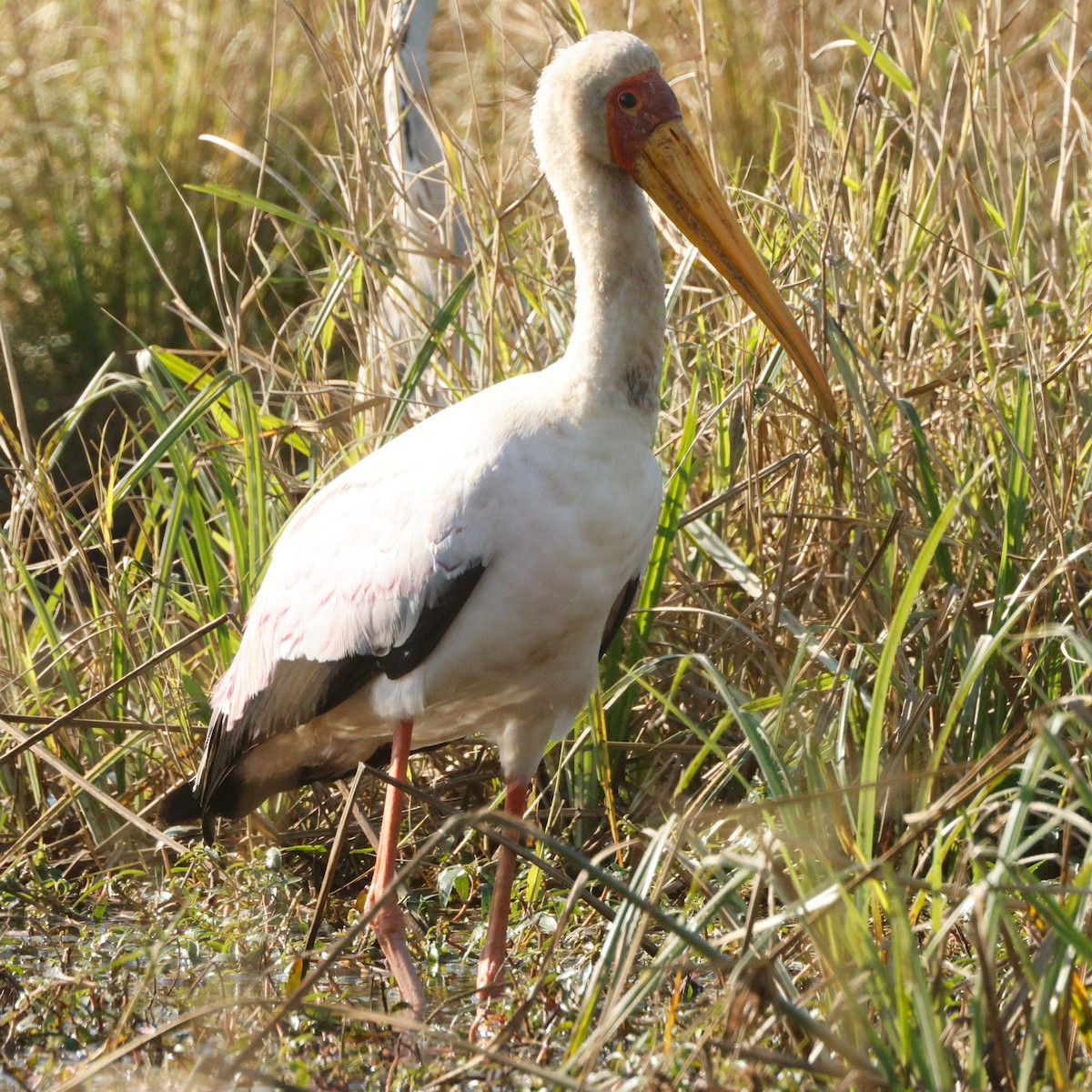 nesyt africký - ML644800055