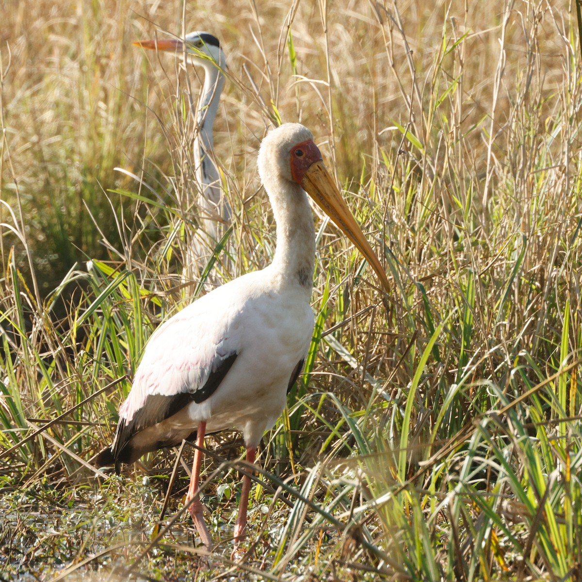 nesyt africký - ML644800056