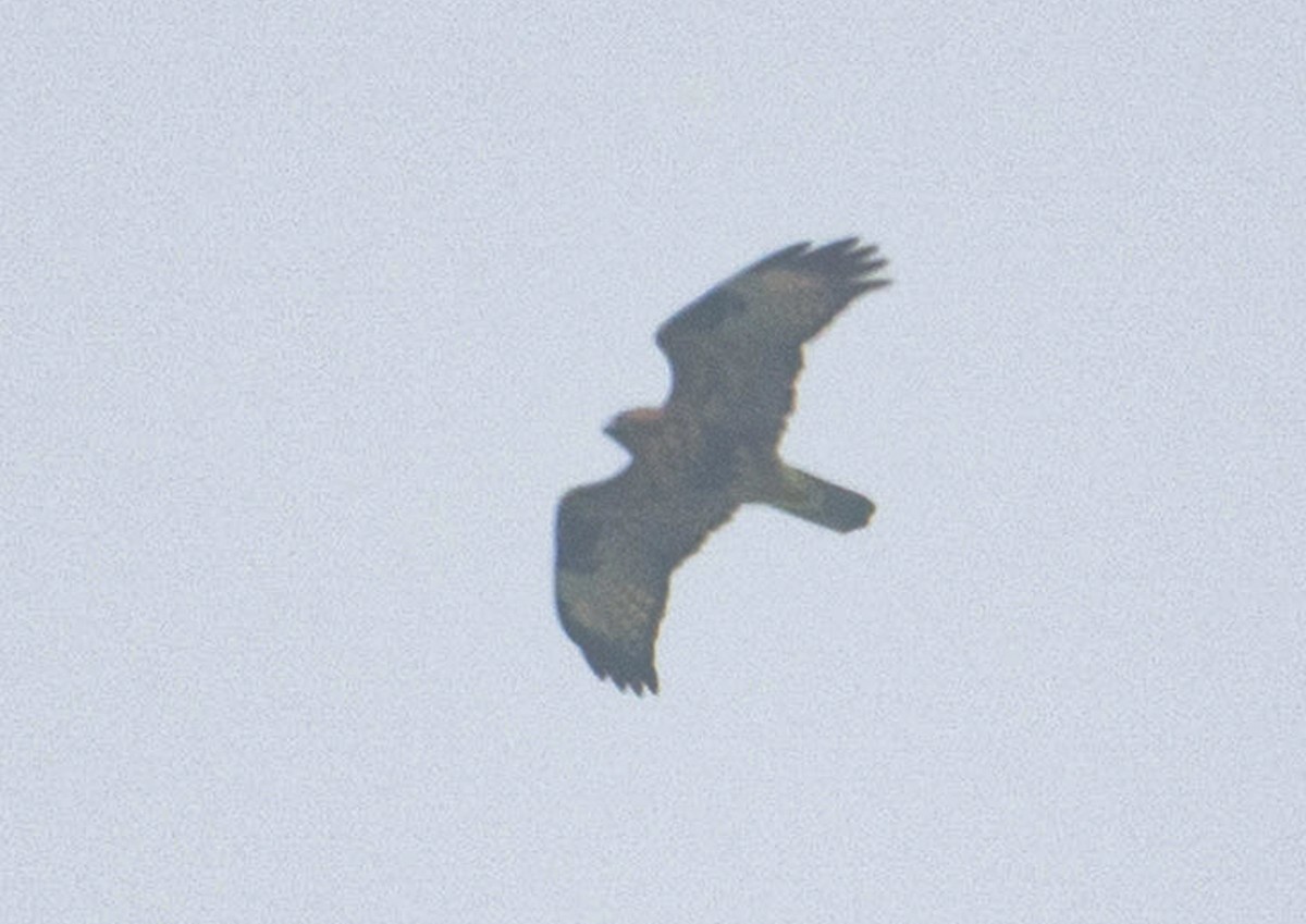 Eastern Buzzard - ML644800057