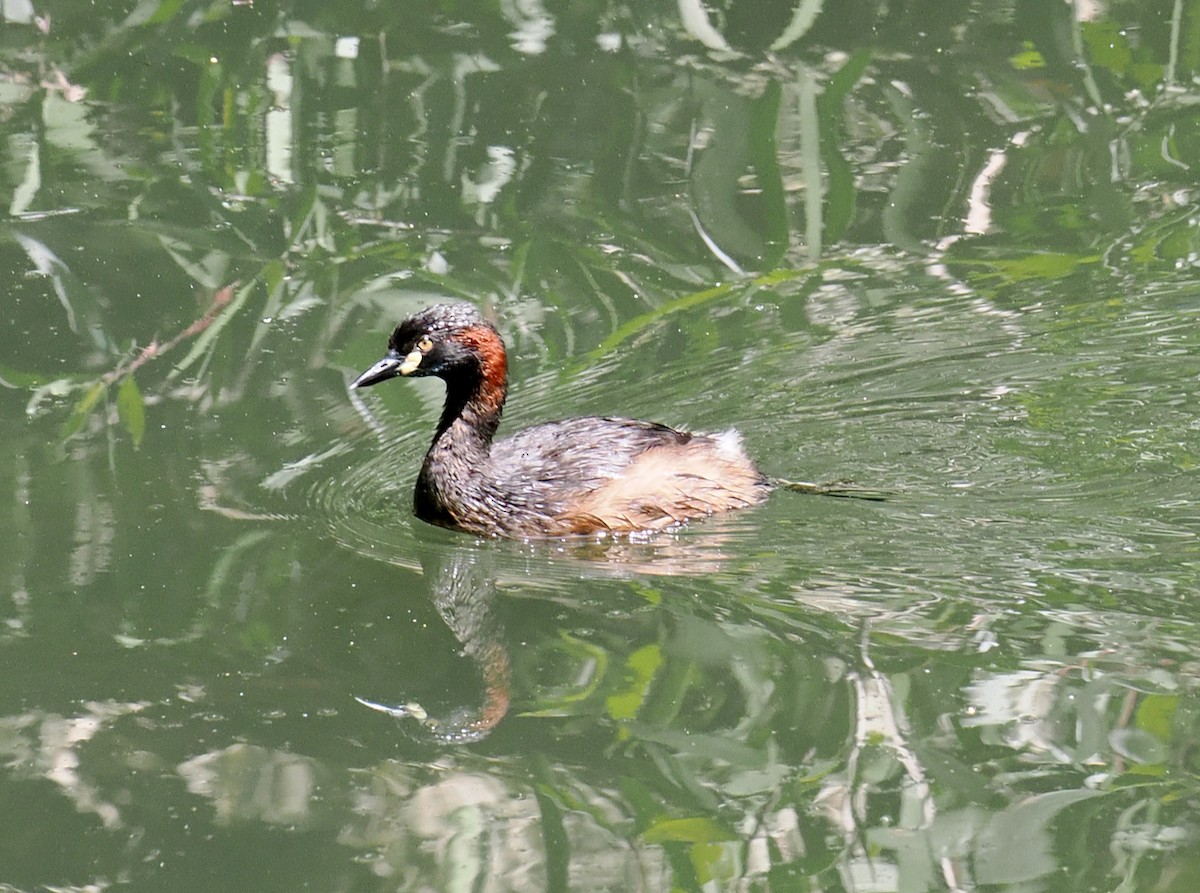 Australasian Grebe - ML644800059