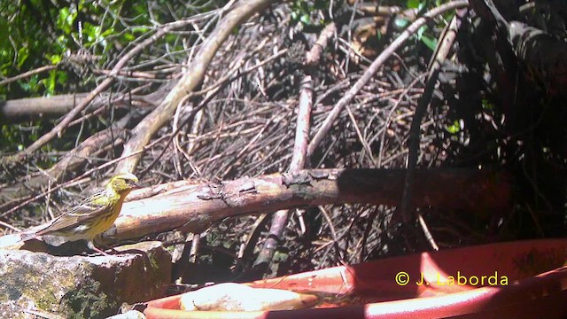 Florya - ML644800060