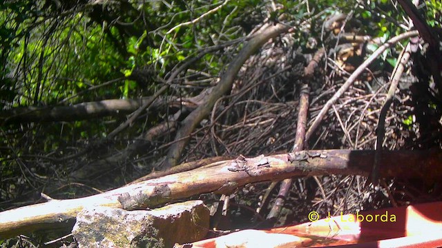 Girlitz - ML644800065