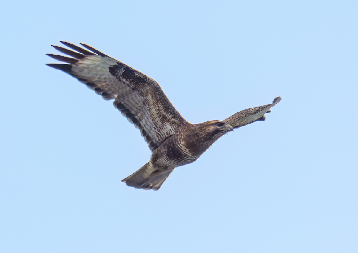 Eastern Buzzard - ML644800074