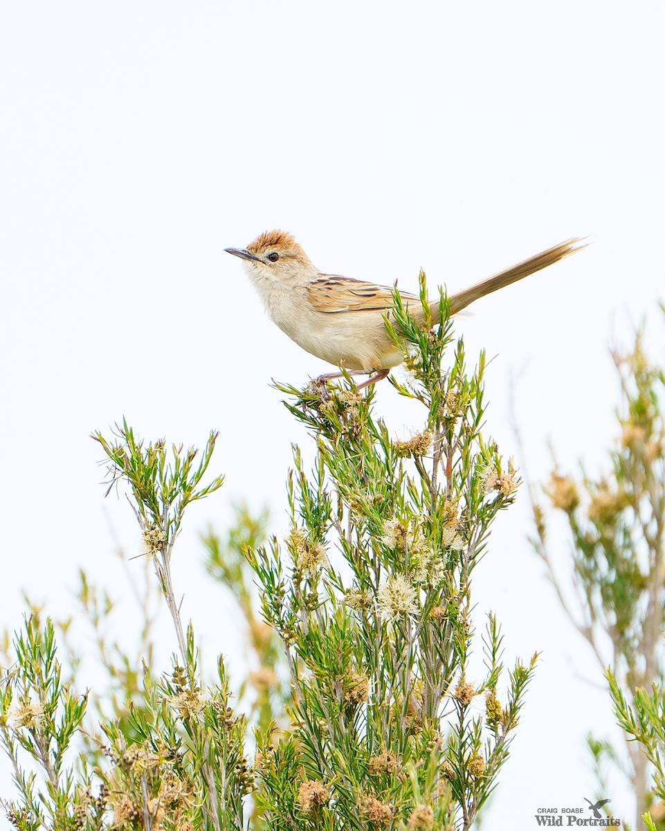 nymfesanger - ML644800088